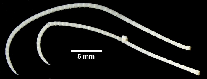 Leptometra celtica HOLOTYPE Leptometra celtica HOLOTYPE
