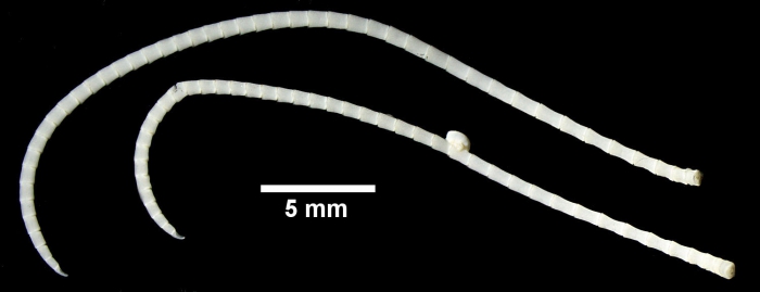 Leptometra celtica HOLOTYPE