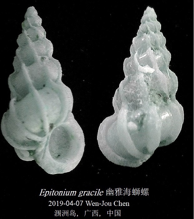 Epitonium gracile Epitonium gracile