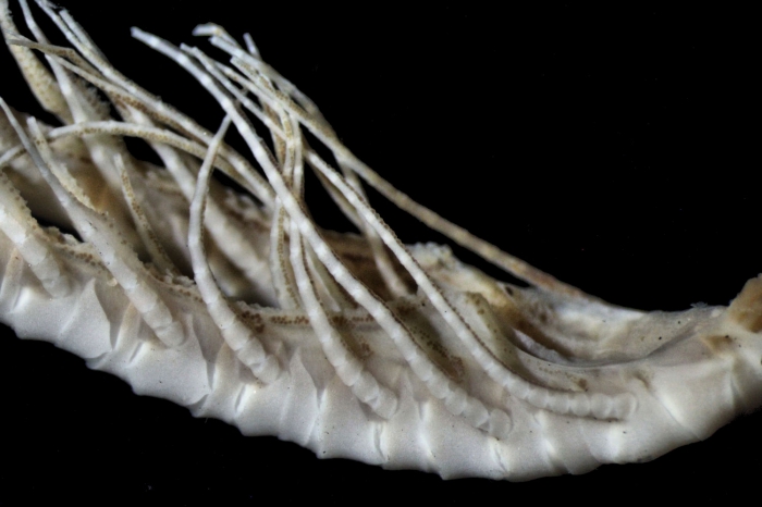 Leptometra celtica HOLOTYPE Leptometra celtica HOLOTYPE