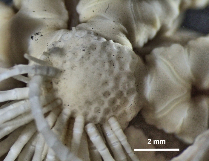 Mastigometra flagellifera A. H. Clark, 1908