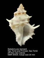 Babelomurex bernardi