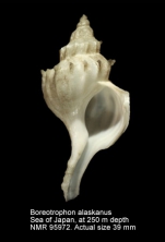 Boreotrophon alaskanus