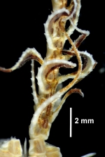 Antedon incommoda Bell, 1888