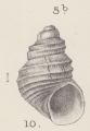 Mollusca (molluscs)