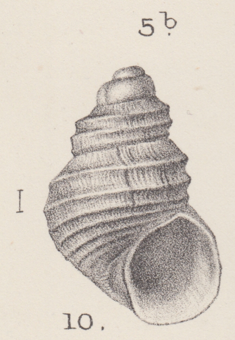 Rissoa (Onoba) paucilirata Melvill & Standen, 1912