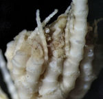 Nanometra johnstoni John, 1939