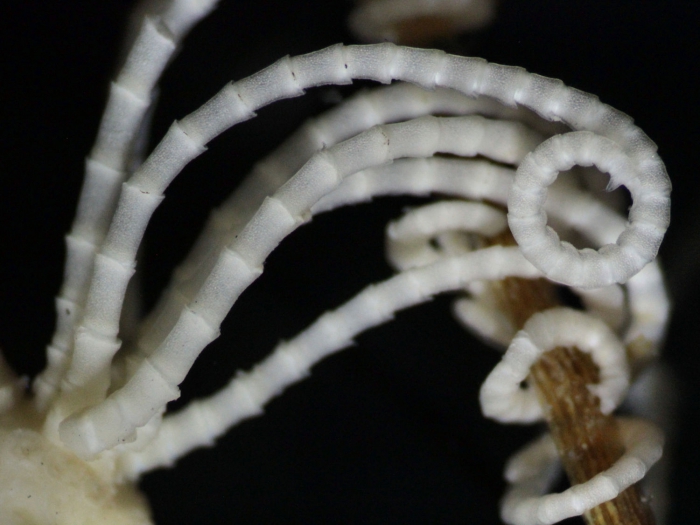 Nanometra johnstoni John, 1939