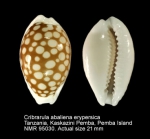 Cribrarula abaliena erypersica