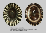 Notoacmea parviconoidea