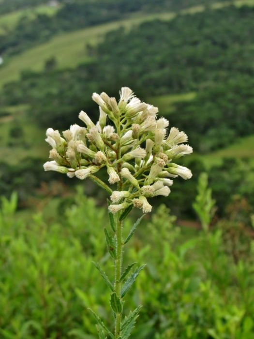 Baccharis hirta DC. Baccharis hirta DC.