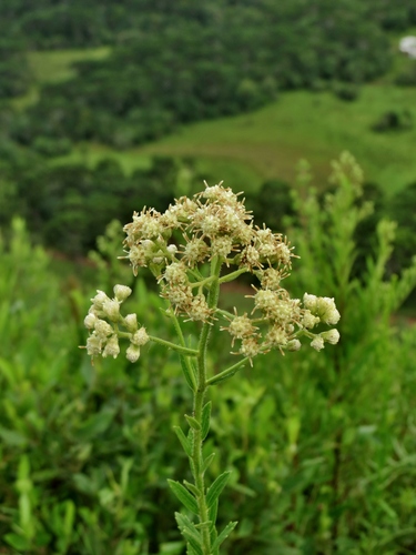 Baccharis hirta DC.