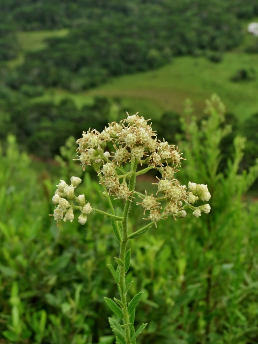 Baccharis hirta DC. Baccharis hirta DC.