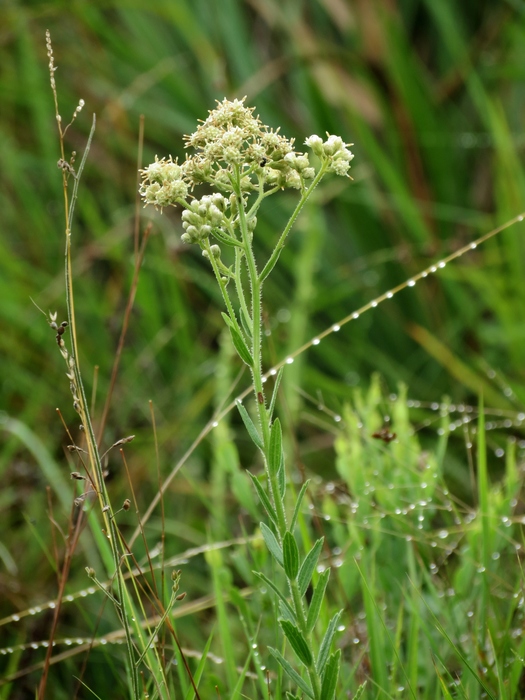 Baccharis hirta DC. Baccharis hirta DC.