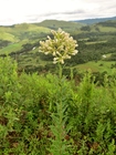 Baccharis hirta DC.