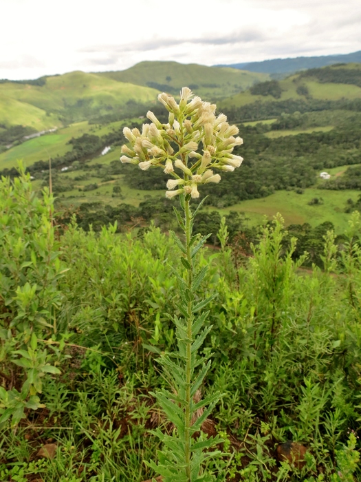 Baccharis hirta DC. Baccharis hirta DC.
