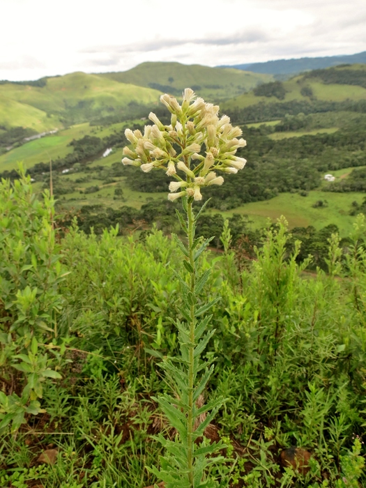 Baccharis hirta DC.