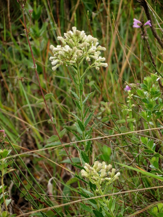 Baccharis hirta DC. Baccharis hirta DC.