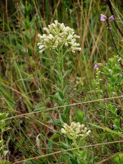 Baccharis hirta DC.