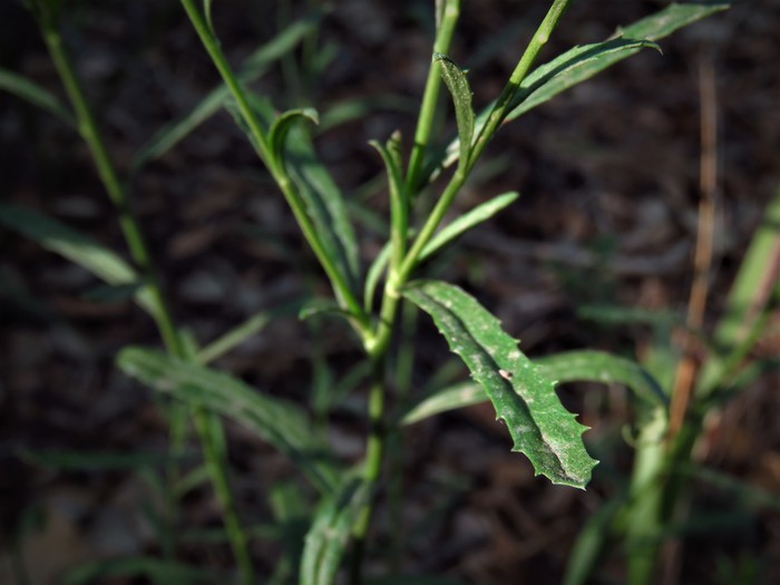 Baccharis malibuensis R.M.Beauch. & Henrickson Baccharis malibuensis R.M.Beauch. & Henrickson