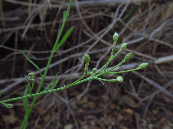 Baccharis malibuensis R.M.Beauch. & Henrickson Baccharis malibuensis R.M.Beauch. & Henrickson