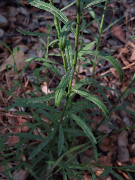 Baccharis malibuensis R.M.Beauch. & Henrickson Baccharis malibuensis R.M.Beauch. & Henrickson