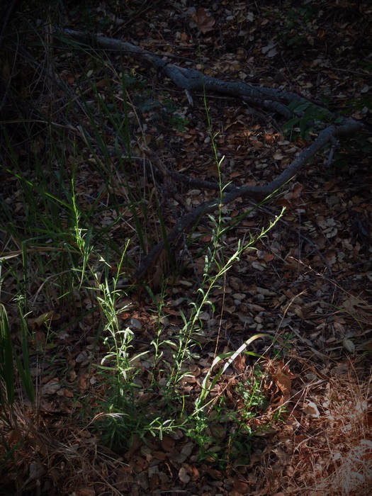 Baccharis malibuensis R.M.Beauch. & Henrickson Baccharis malibuensis R.M.Beauch. & Henrickson