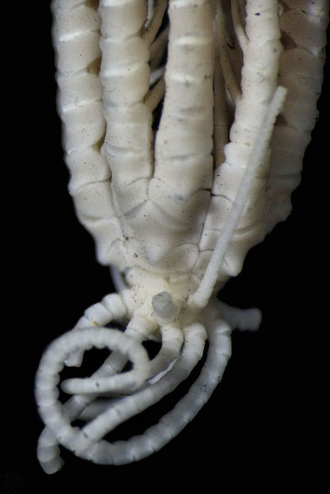 Antedon pusilla Carpenter, 1888