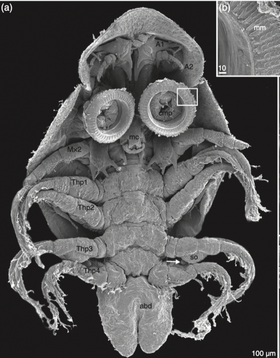 Argulus foliaceus SEM in Moller, O.S. 2011