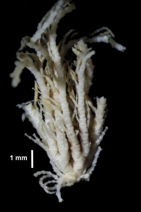 Phrixometra rayneri John, 1938