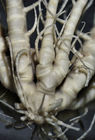 Antedon prolixaSladen, 1881 (in Duncan & Sladen, 1881),syntype, Natural History Museum, London NHM) cat. no.81.8.26.10-12, centrodorsal, ray bases and proximal pinnules.