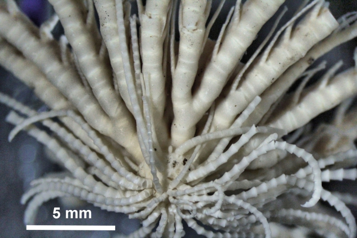 Promachocrinus kerguelensis Carpenter, 1879