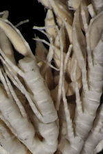 Retiometra alascana A. H. Clark, 1936