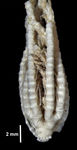 Antedon abyssorum Carpenter, 1888