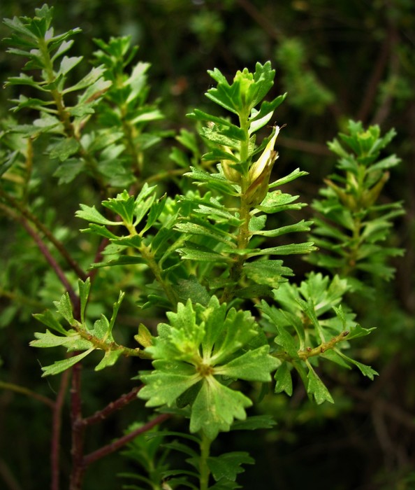 Baccharis gaucha G.Heiden