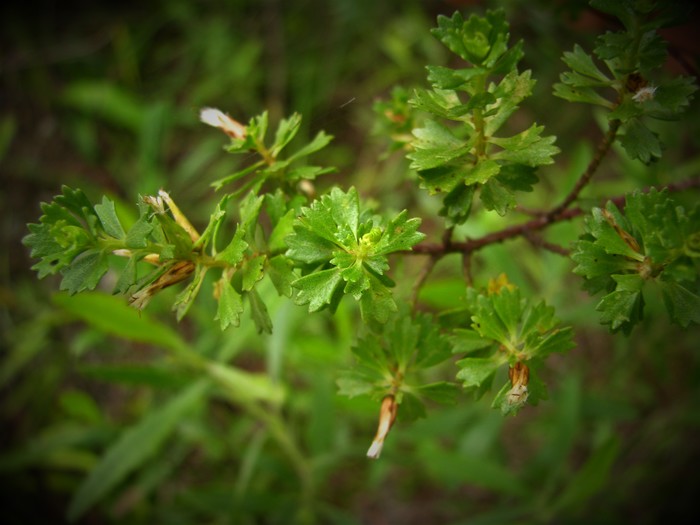 Baccharis gaucha G.Heiden