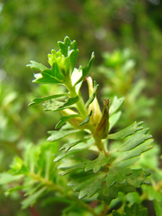 Baccharis gaucha G.Heiden Baccharis gaucha G.Heiden