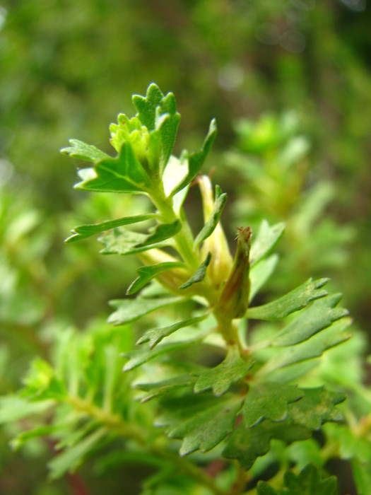 Baccharis gaucha G.Heiden