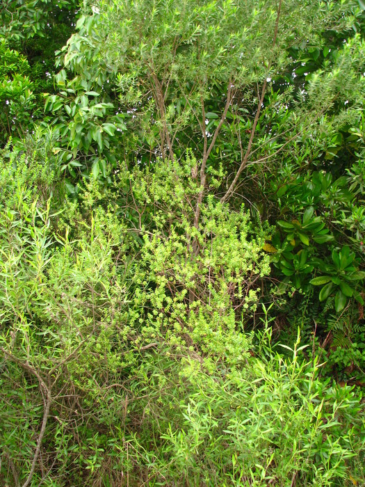 Baccharis gaucha G.Heiden Baccharis gaucha G.Heiden