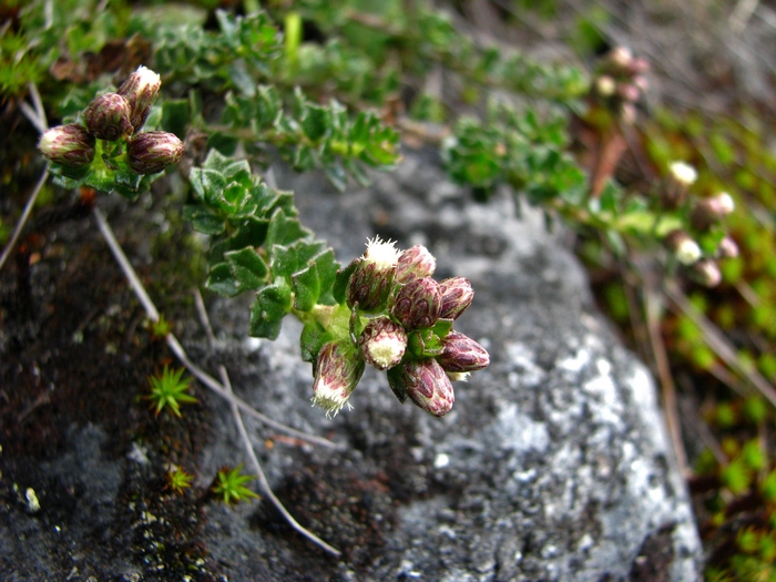 Baccharis tetroica G.Heiden Baccharis tetroica G.Heiden