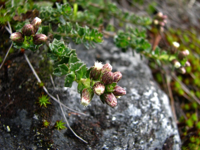 Baccharis tetroica G.Heiden