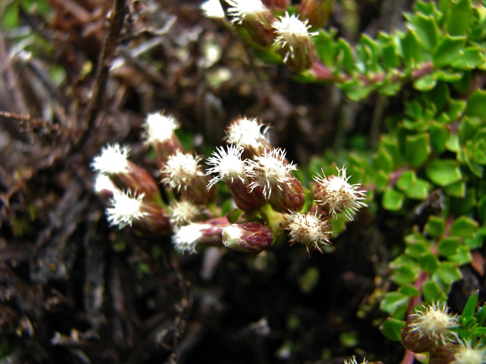Baccharis tetroica G.Heiden Baccharis tetroica G.Heiden