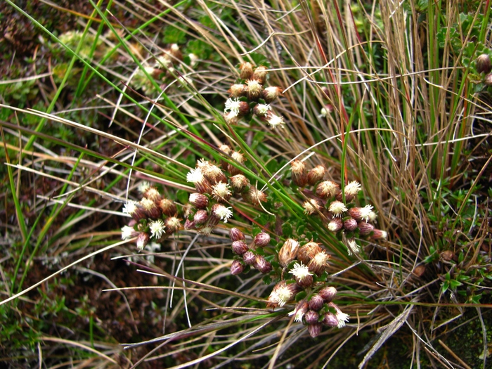Baccharis tetroica G.Heiden Baccharis tetroica G.Heiden