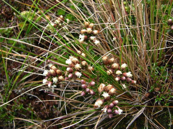 Baccharis tetroica G.Heiden