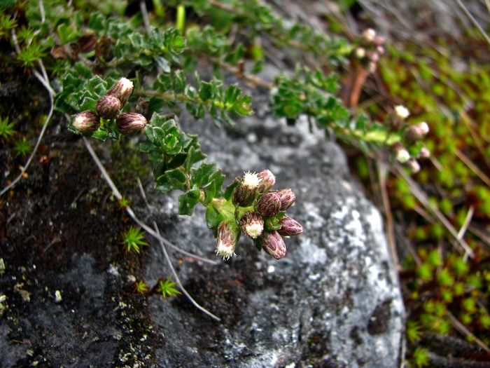 Baccharis tetroica G.Heiden Baccharis tetroica G.Heiden