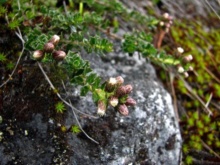 Baccharis tetroica G.Heiden