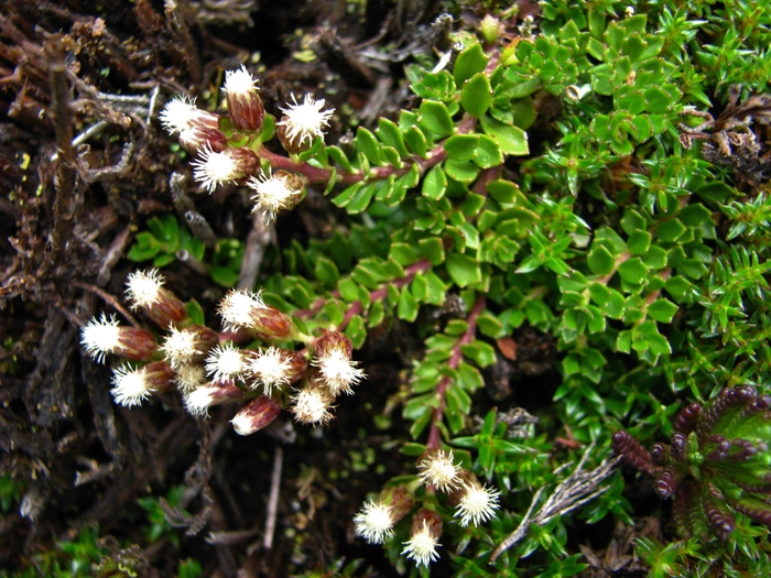 Baccharis tetroica G.Heiden Baccharis tetroica G.Heiden