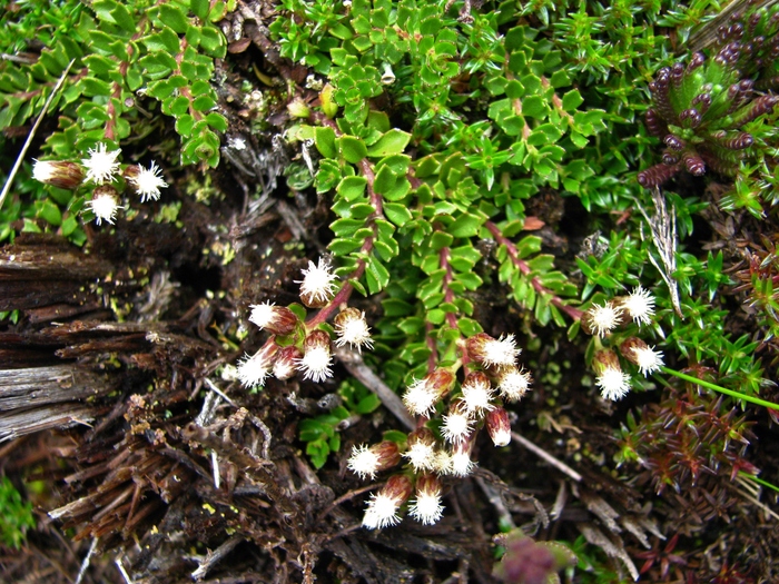 Baccharis tetroica G.Heiden