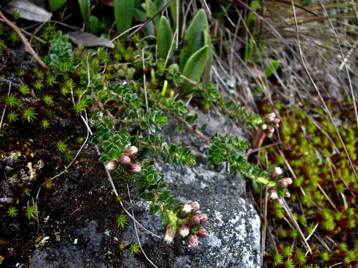 Baccharis tetroica G.Heiden Baccharis tetroica G.Heiden