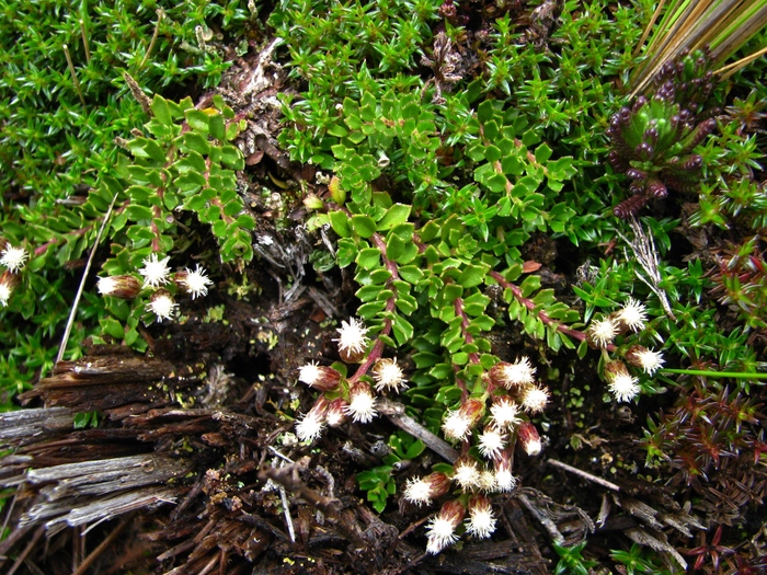 Baccharis tetroica G.Heiden Baccharis tetroica G.Heiden